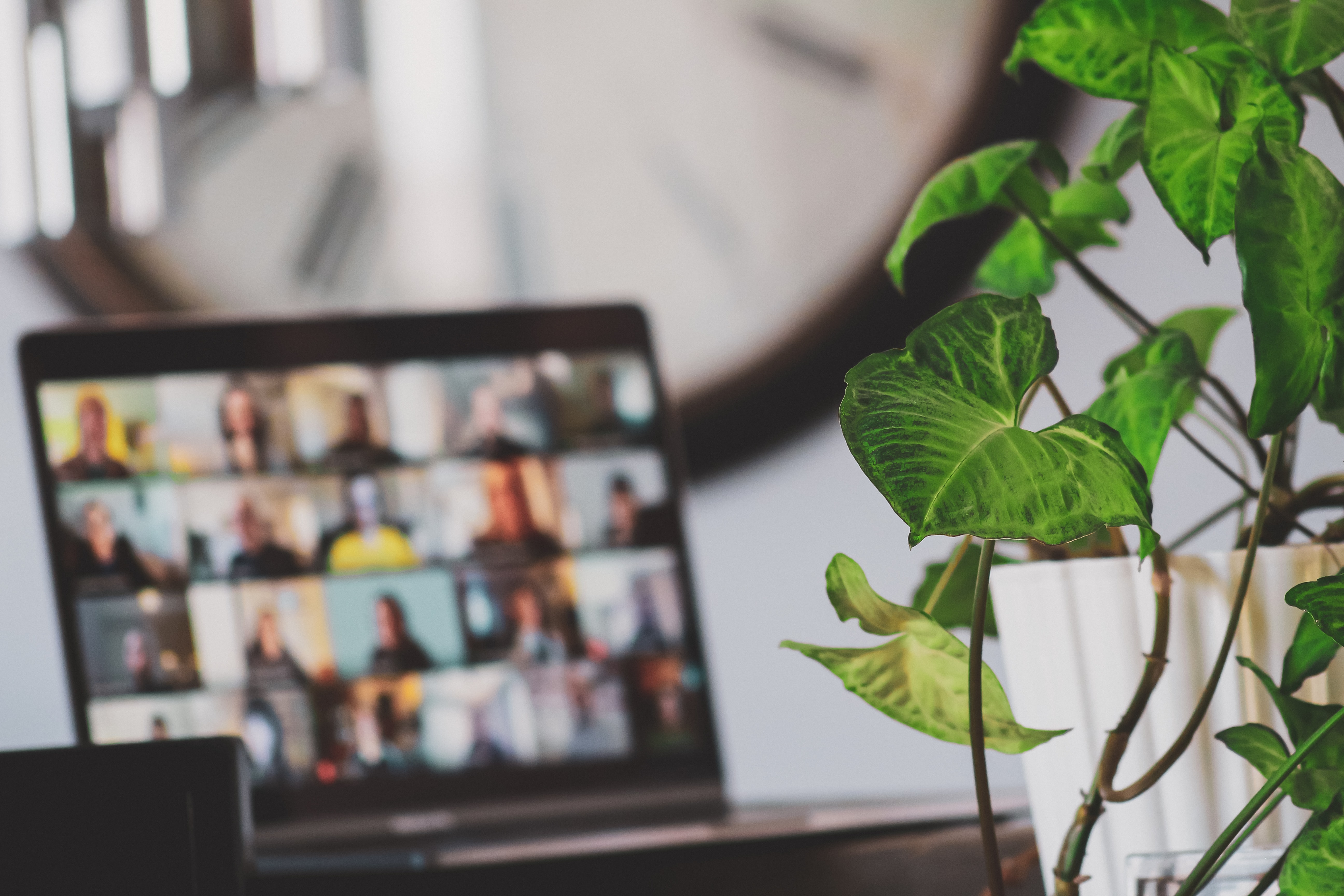 Imagem de um notebook rodando um aplicativo de videoconferência atrás de uma planta.